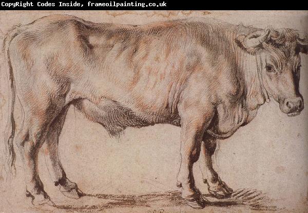Peter Paul Rubens Bull